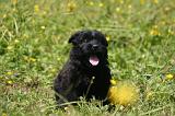 BOUVIER DES FLANDRES 483